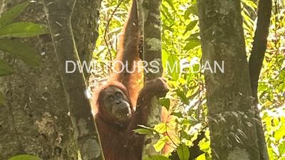 3D2N Medan – Bukit Lawang – Tangkahan: Jungle Trekking, Wildlife Adventure (Beyond the Trek) - Image - 13666